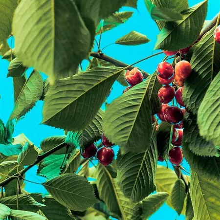 Na Końcu świata Czaplin Maly