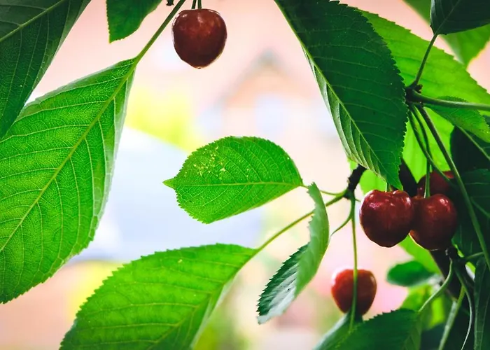 Na Końcu świata Czaplin Maly