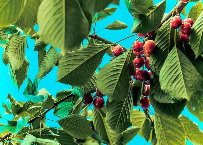 Na Koncu Swiata Czaplin Maly